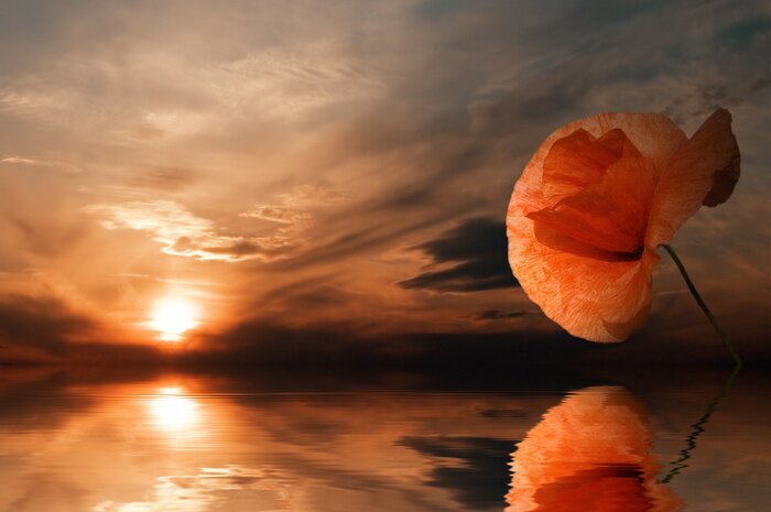 Bild Mohnsamen, die sich im Wasser spiegeln