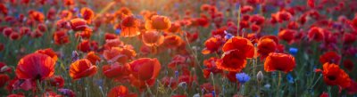 Bild Mohnwiese im Licht der untergehenden Sonne, Mohn und Kornblume