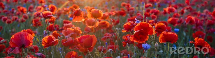 Bild Mohnwiese im Licht der untergehenden Sonne, Mohn und Kornblume