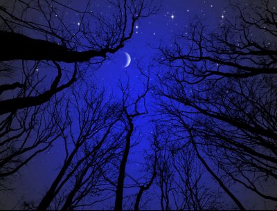 Mond und Sterne inmitten von Baumkronen