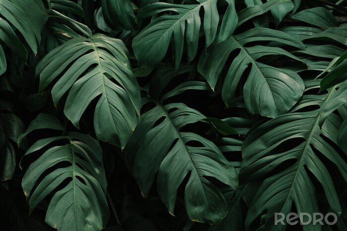 Bild Monstera-Blätter in den Tropen