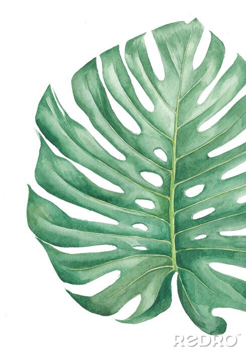 Bild Monstera-Blatt mit Wasser gemalt