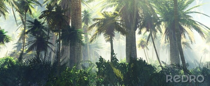 Bild Morgennebel über Dschungel