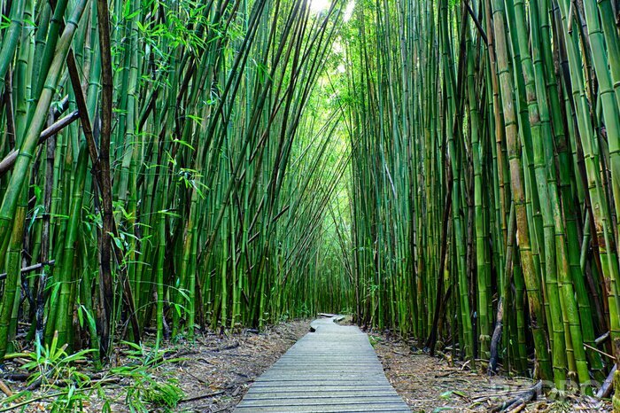 Bild Motiv mit Bambus