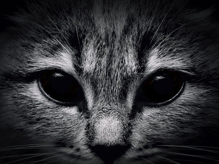 Bild Motiv schwarz-weiß mit Katze