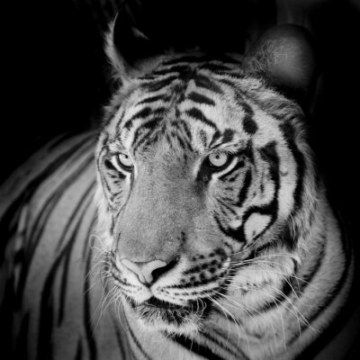 Bild Motiv schwarz-weiß mit Tiger