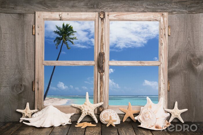 Bild Muscheln auf fenster