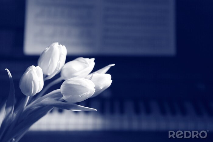 Bild Musikinstrument und weiße Tulpen