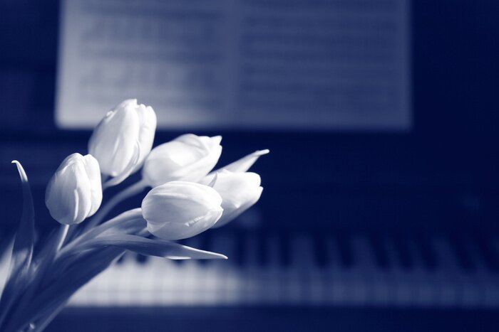 Bild Musikinstrument und weiße Tulpen