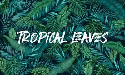 Bild Muster tropischer Blätter