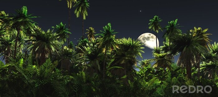 Bild Nacht im Dschungel
