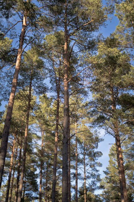 Bild Nadelbäume im Wald