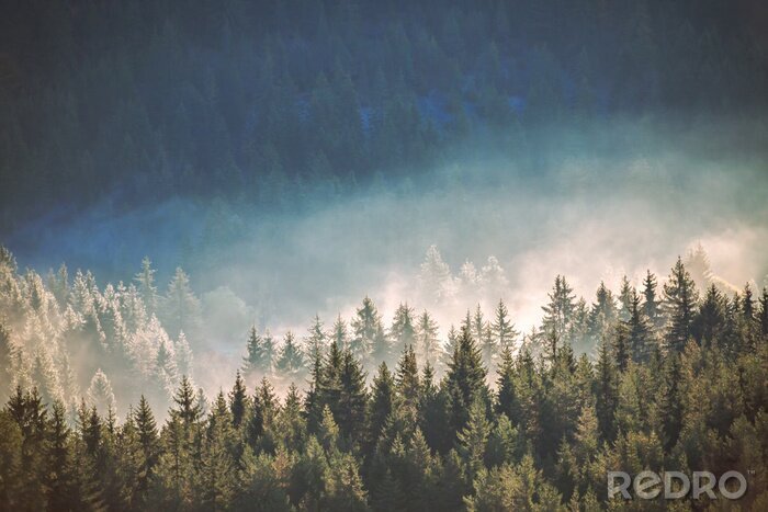 Bild Nadelwald im Nebel