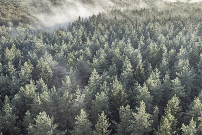 Bild Nadelwald von oben