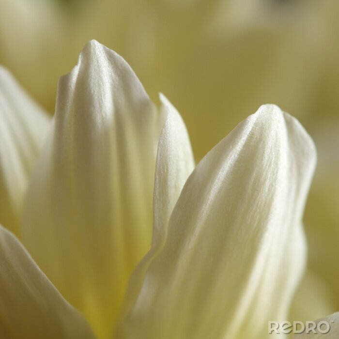 Bild Nahaufnahme der weißen Blume