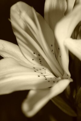 Bild Nahaufnahme einer weißen Blume