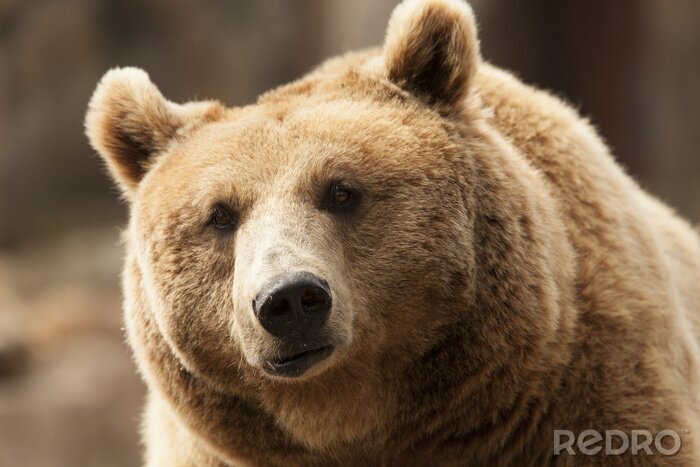 Bild Nahaufnahme eines Bärenkopfes