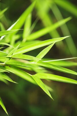 Nahaufnahme von Bambusblättern