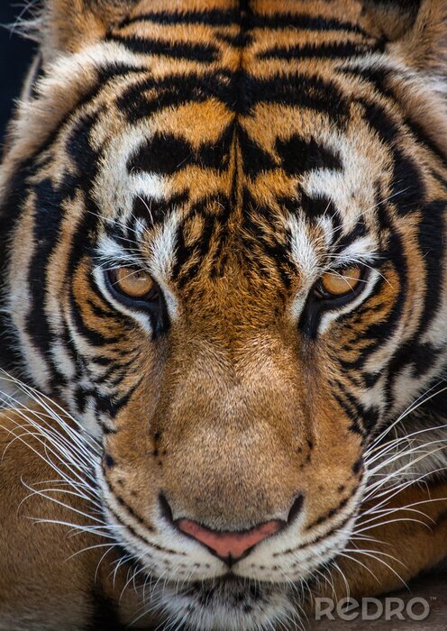 Bild Nahaufnahme von Blick des Tigers