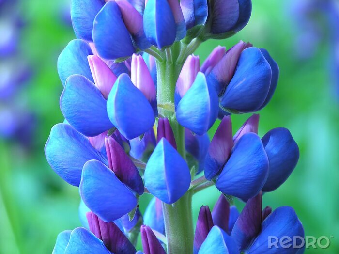 Bild Nahaufnahme von der blauen Blume