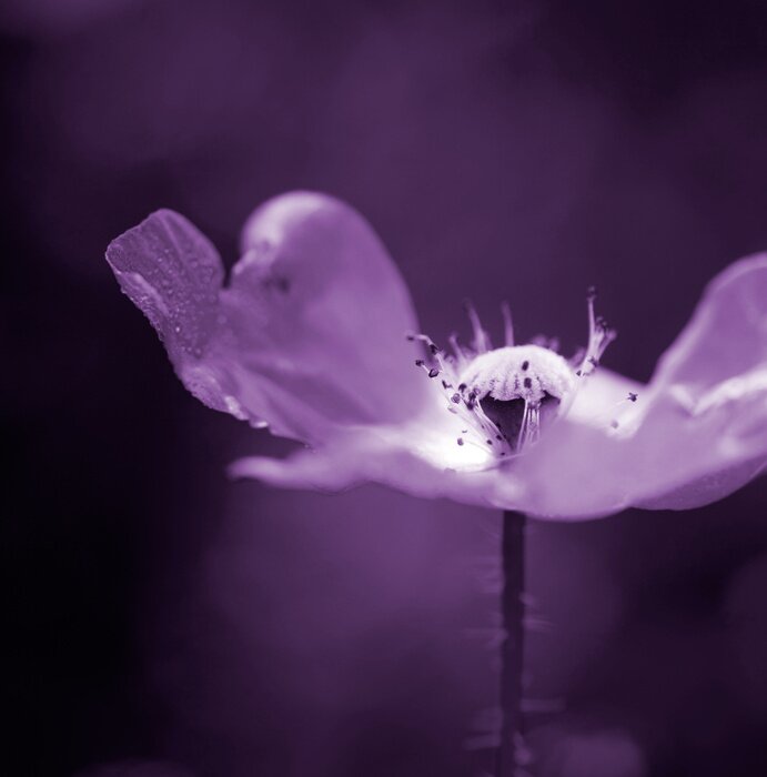 Bild Nahaufnahme von der Innenseite der Blume