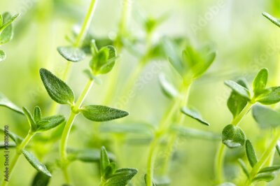 Bild Nahaufnahme von grünem Thymian