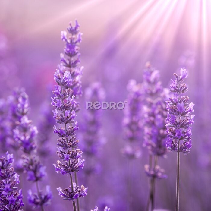 Bild Nahaufnahme von Lavendelblüten