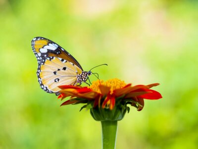 Bild Nahaufnahme von Schmetterling auf Blume