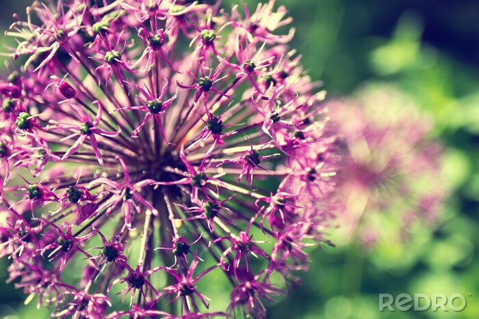 Bild Nahaufnahme von violetter Blume