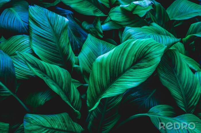 Bild Natürliche exotische Blätter