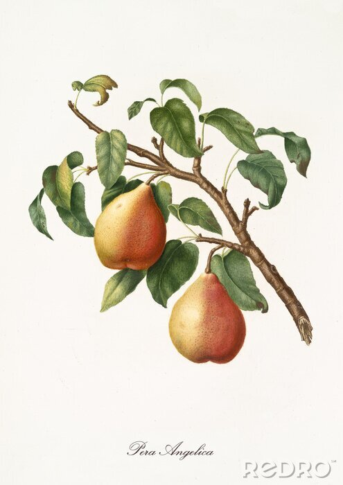 Bild Natürliche gelb-rote Birnen