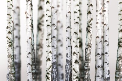 Bild Natürlichen Hintergrund - Birke - wallpaper