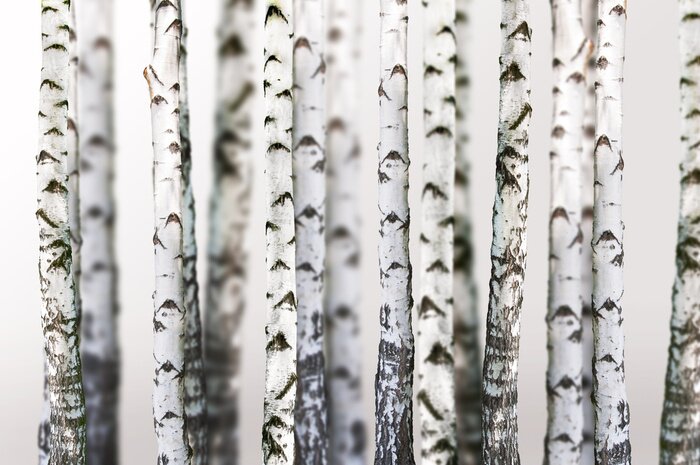 Bild Natürlichen Hintergrund - Birke - wallpaper