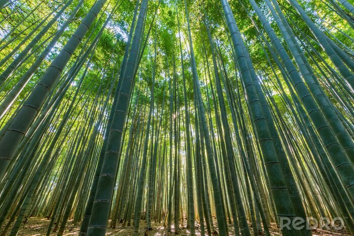 Bild Natürlicher grüner Bambuswald