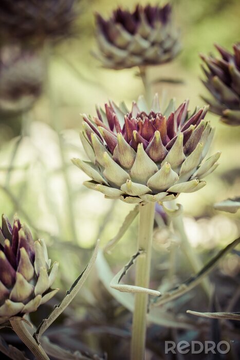 Bild Natur als Grünpflanze