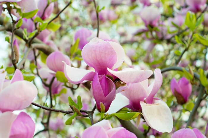 Bild Natur als Magnolienbaum