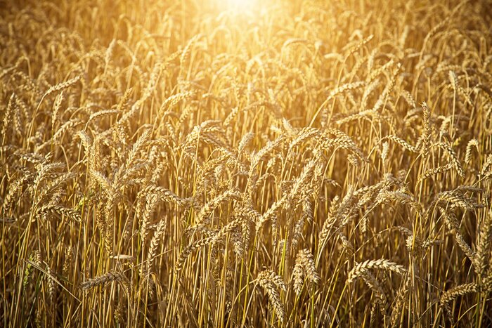 Bild Natur als Weizenfeld