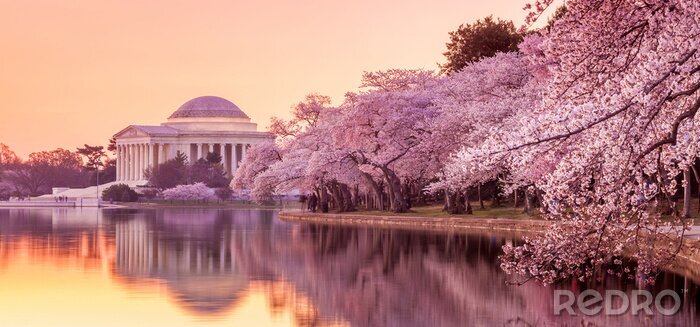 Bild Natur am Jefferson Memorial