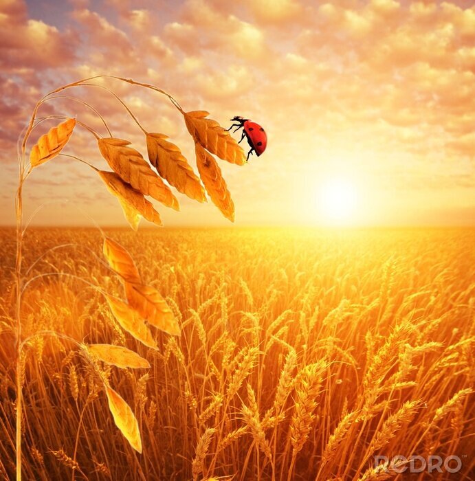 Bild Natur auf dem Feld mit Marienkäfer