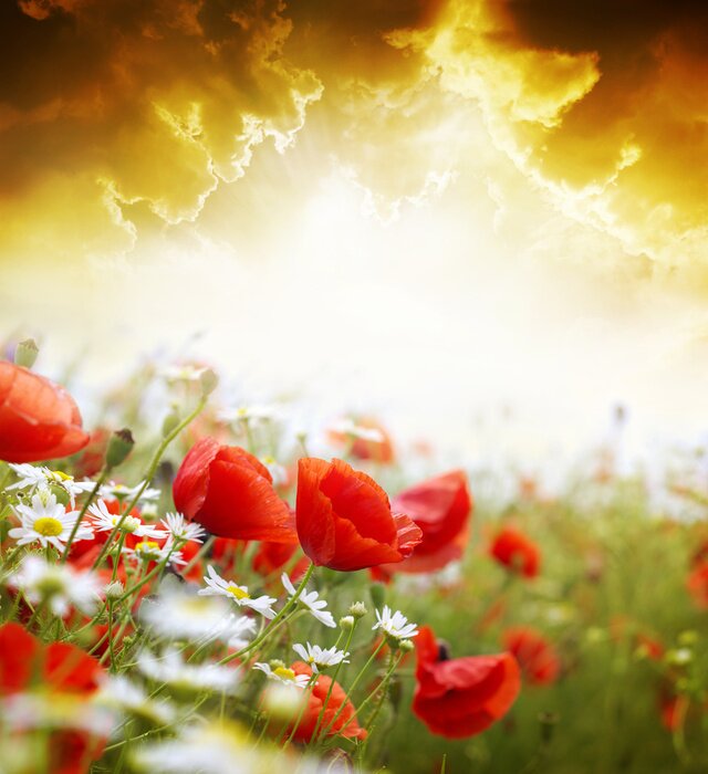 Bild Natur auf der Wiese