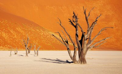 Natur der afrikanischen Wüste