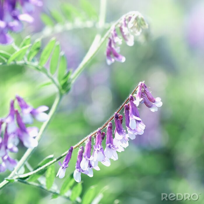 Bild Natur Feldblumen