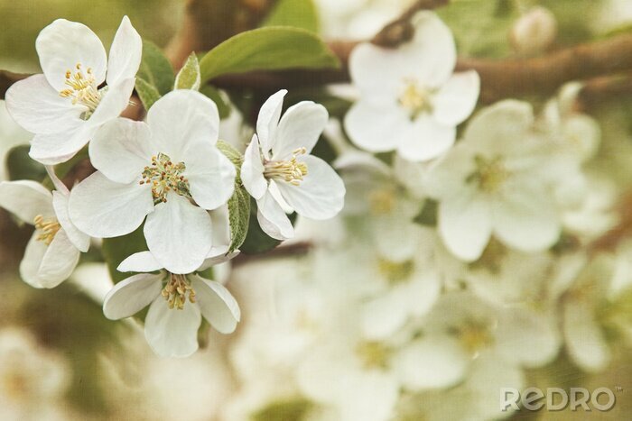 Bild Natur frühlingshaft