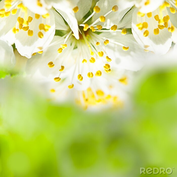 Bild Natur im Frühling