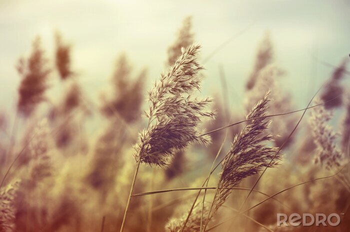 Bild Natur im Vintage-Stil