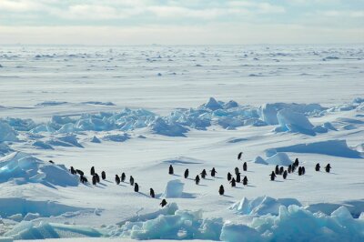 Natur in der Antarktis mit Pinguinen