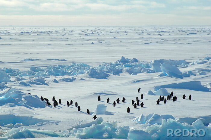 Bild Natur in der Antarktis mit Pinguinen