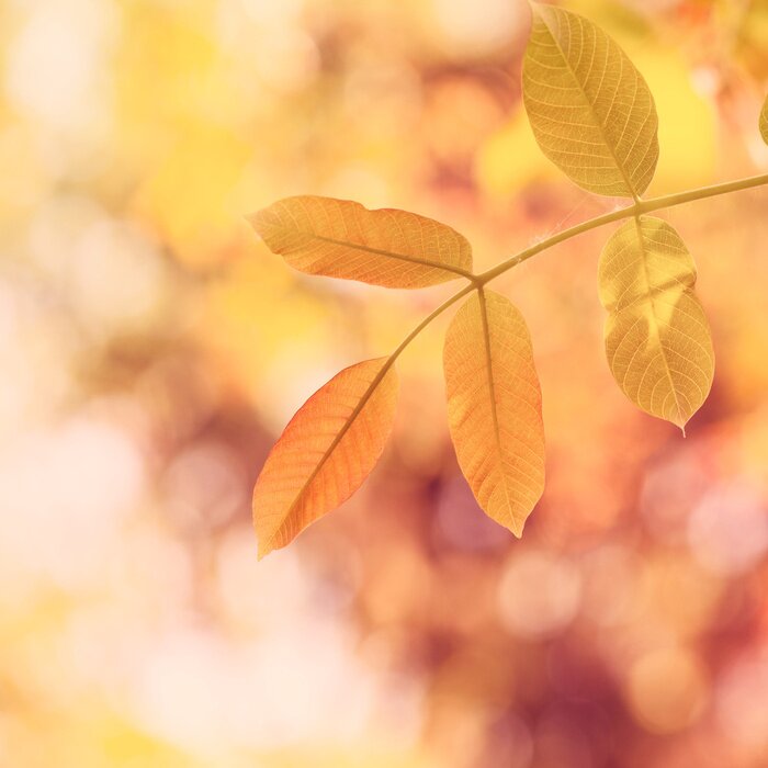 Bild Natur in warmen Farben