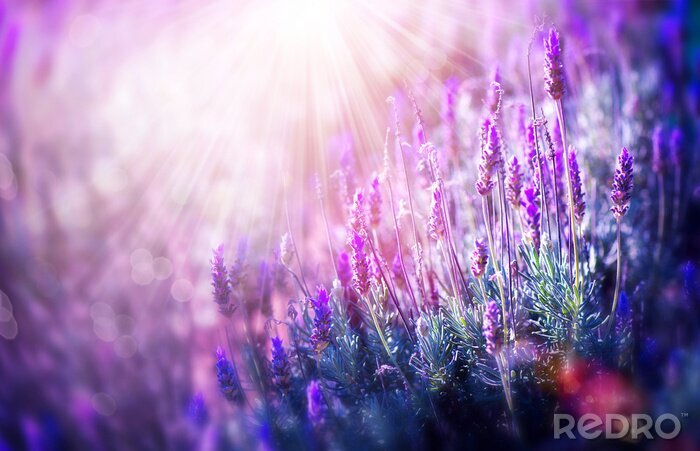 Bild Natur Lavendelblüten und Licht