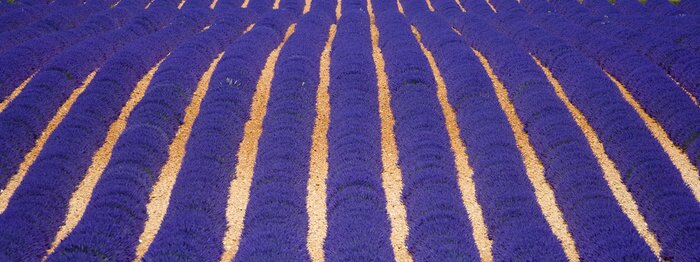 Bild Natur Lavendelfeld